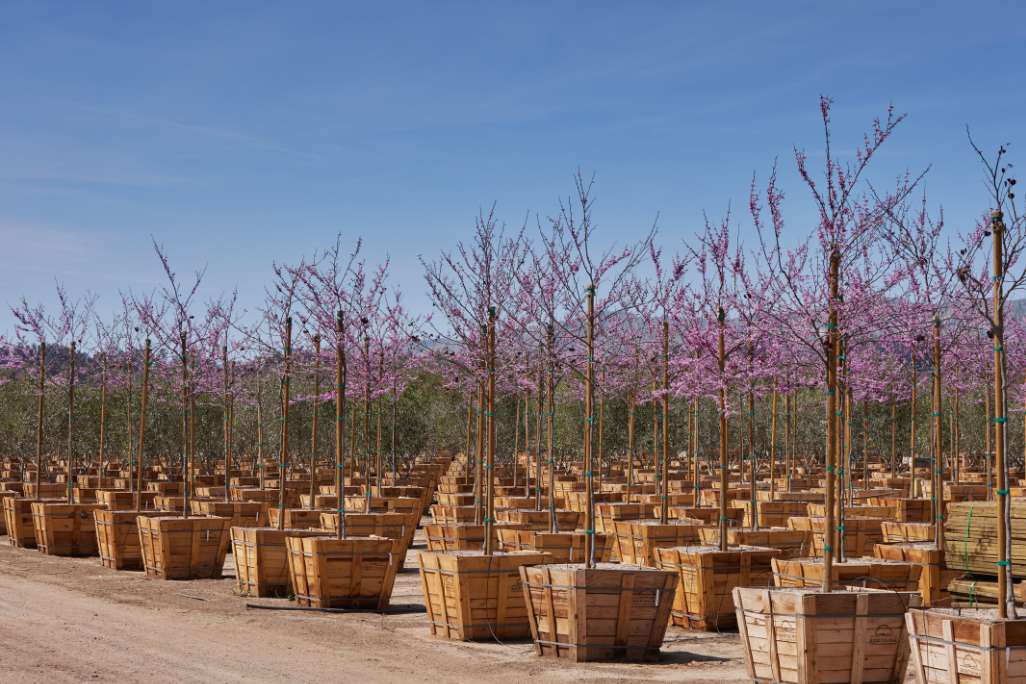 Horticulture Packaging Tree Boxes, Pots & Containers